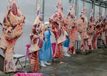 Reunião discute viabilizar a exportação da carne bovina de Rondônia pelo rio Madeira
