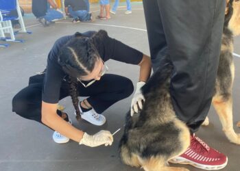 UNIR promove vacinação e vermifugação gratuita para pets