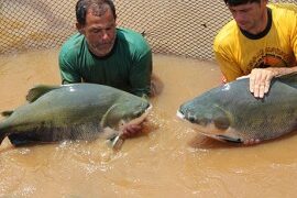 Ministério da Pesca anuncia iniciativas à abertura de mercados internacionais para o pescado de Rondônia