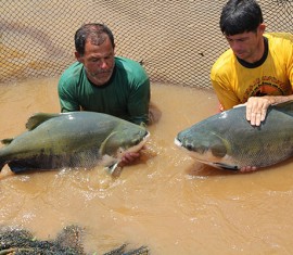 Ministério da Pesca anuncia iniciativas à abertura de mercados internacionais para o pescado de Rondônia