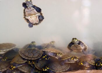 No Dia Mundial do Meio Ambiente, Energisa destaca ações ambientais desenvolvidas no estado