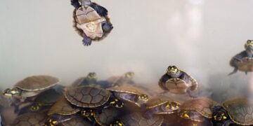 No Dia Mundial do Meio Ambiente, Energisa destaca ações ambientais desenvolvidas no estado