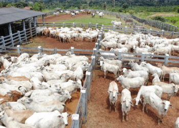 Teste epidemiológico para avaliar prevalência da Brucelose e Tuberculose bovina inicia dia 1º de agosto, em Rondônia