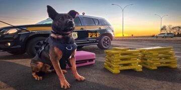 PRF encerra operação contra tráfico de drogas com 27 presos no DF