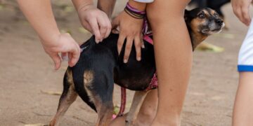 Após caso de raiva em morcego, Prefeitura executa ação de bloqueio com vacinação de animais domésticos