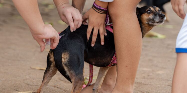 Após caso de raiva em morcego, Prefeitura executa ação de bloqueio com vacinação de animais domésticos