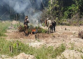 PF erradica cerca de 100 mil pés de maconha