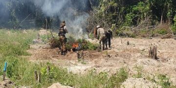 PF erradica cerca de 100 mil pés de maconha