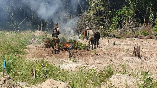 PF erradica cerca de 100 mil pés de maconha