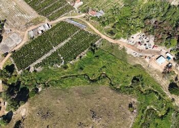 Cafeicultor de Cacoal – RO melhora qualidade do café canéfora Robusta Amazônia com reflorestamento de APP