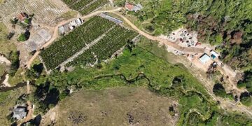 Cafeicultor de Cacoal – RO melhora qualidade do café canéfora Robusta Amazônia com reflorestamento de APP