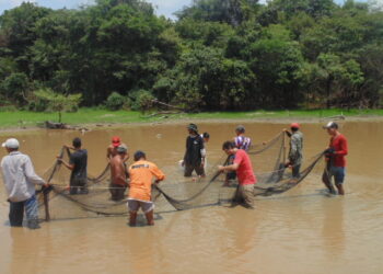Governo de RO inicia resgate de alevinos de Pirarucu na Resex Lago do Cuniã para minimizar impactos da crise hídrica