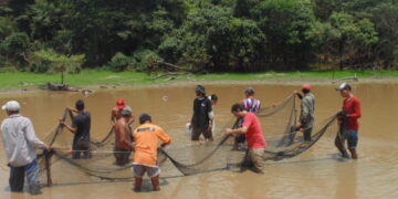 Governo de RO inicia resgate de alevinos de Pirarucu na Resex Lago do Cuniã para minimizar impactos da crise hídrica