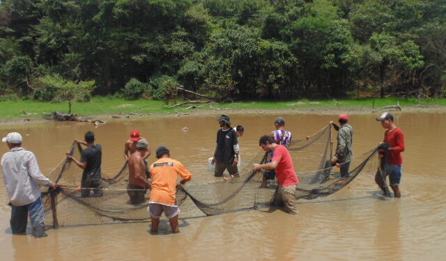 Governo de RO inicia resgate de alevinos de Pirarucu na Resex Lago do Cuniã para minimizar impactos da crise hídrica