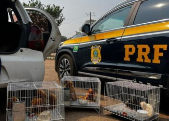 PRF resgata animais silvestres ameaçados de extinção em Porto Velho/RO