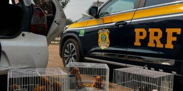 PRF resgata animais silvestres ameaçados de extinção em Porto Velho/RO