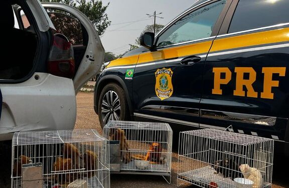 PRF resgata animais silvestres ameaçados de extinção em Porto Velho/RO
