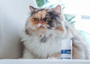 4 mitos e verdades sobre os hábitos alimentares dos gatos