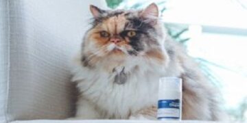 4 mitos e verdades sobre os hábitos alimentares dos gatos