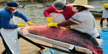 Governo de RO impulsiona manejo sustentável do Pirarucu com impacto econômico nas comunidades tradicionais