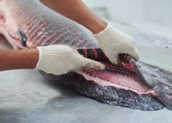 Versátil, pele de pirarucu manejado da Amazônia é utilizada na confecção de roupas a acessórios