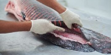 Versátil, pele de pirarucu manejado da Amazônia é utilizada na confecção de roupas a acessórios