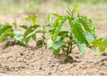 Assembleia Legislativa aprova R$ 1 milhão para Agricultura do estado