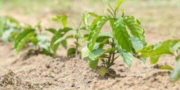 Assembleia Legislativa aprova R$ 1 milhão para Agricultura do estado