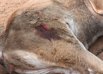 POLÍCIA PRENDE DUAS PESSOAS EM FLAGRANTE PELOS CRIMES DE CONTRABANDO E MAUS-TRATOS A ANIMAIS