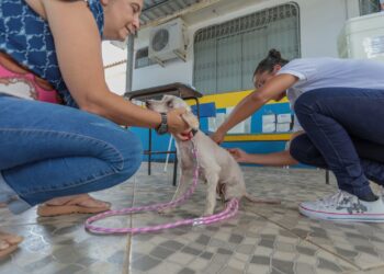 Semusa mantém Dia D de Vacinação Antirrábica, apesar da recomendação de suspensão de eventos externos