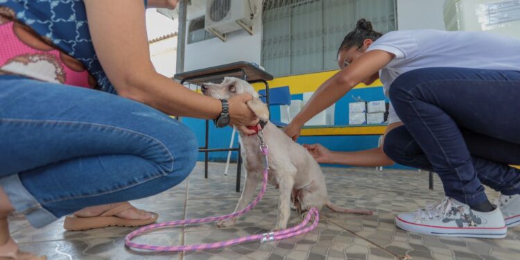 Semusa mantém Dia D de Vacinação Antirrábica, apesar da recomendação de suspensão de eventos externos