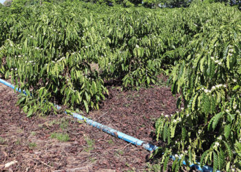 Medidas alternativas deixam produtores otimistas com a safra de café 2025 apesar da estiagem