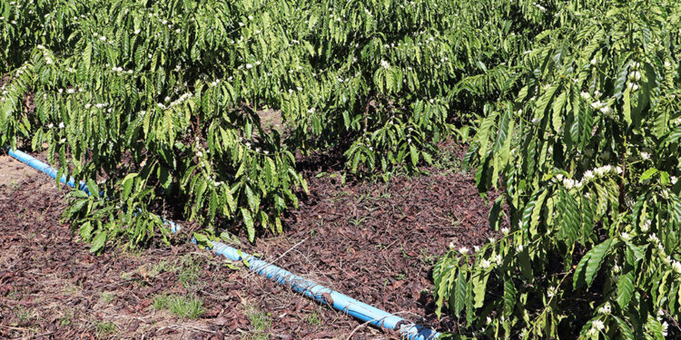 Medidas alternativas deixam produtores otimistas com a safra de café 2025 apesar da estiagem