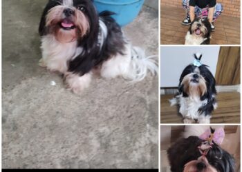 PROCURA -SE CACHORRO PERDIDO