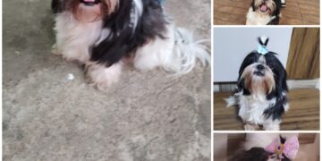 PROCURA -SE CACHORRO PERDIDO