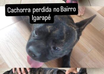 Procura -se o dono desse animal