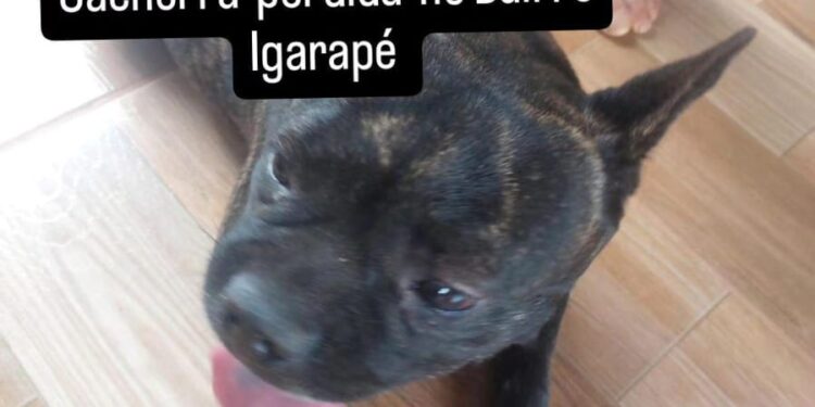 Procura -se o dono desse animal