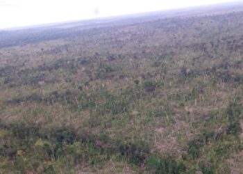 MPRO obtém condenação de invasor da Resex Jaci-Paraná ao pagamento de 21 milhões por danos ambientais a título de reparação