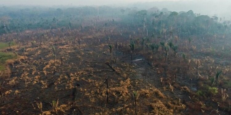 Ministério Público requisita inquérito para apurar queimadas e crimes ambientais praticados na Unidade de Conservação Soldado da Borracha