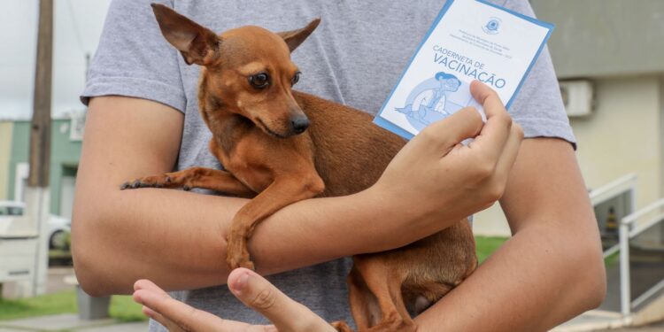 Dia D de Vacinação antirrábica para cães e gatos acontece em 100 pontos de Porto Velho