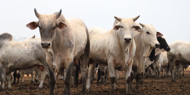 Pecuária Municipal: Porto Velho tem o terceiro maior rebanho bovino do país