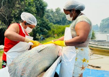 Atividades de manejo de controle do Pirarucu na Resex Rio Cautário alcançam números recordes
