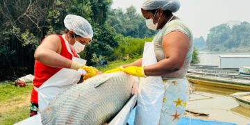 Atividades de manejo de controle do Pirarucu na Resex Rio Cautário alcançam números recordes