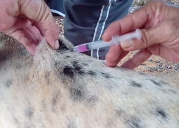 Dia D de Vacinação Antirrábica acontece neste sábado (28) em Porto Velho; saiba onde vacinar seu pet