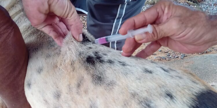Dia D de Vacinação Antirrábica acontece neste sábado (28) em Porto Velho; saiba onde vacinar seu pet
