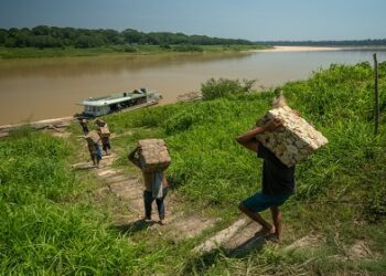 Seringueiros da Amazônia garantem renda de R$ 441 mil com borracha nativa