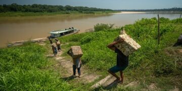 Seringueiros da Amazônia garantem renda de R$ 441 mil com borracha nativa
