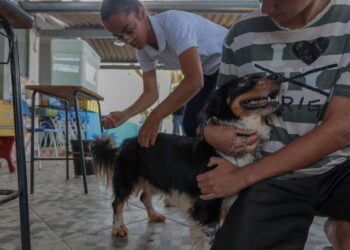 Vacina contra a raiva para cães e gatos continua disponível em Porto Velho