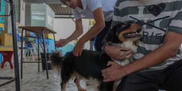 Vacina contra a raiva para cães e gatos continua disponível em Porto Velho