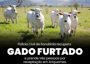 POLÍCIA CIVIL RECUPERA GADO FURTADO E PRENDE TRÊS PESSOAS POR RECEPTAÇÃO EM ARIQUEMES